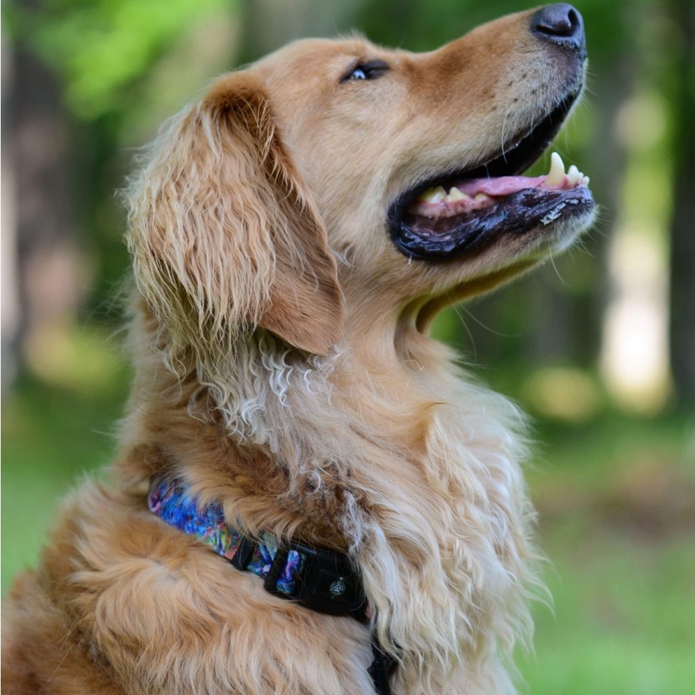 The Behold Collection Pet Collar